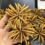 冬蟲夏草 50克裝