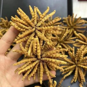 冬蟲夏草 50克裝